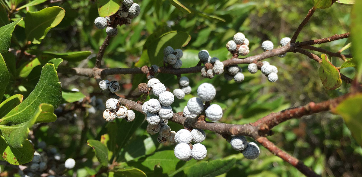 bay berries