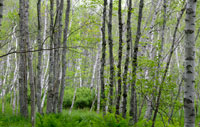 acadia national park scenery