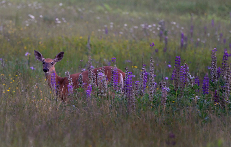 mount desert island wildlife